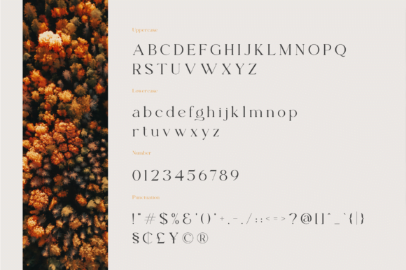 Beverly Font 3 - Free Font Download